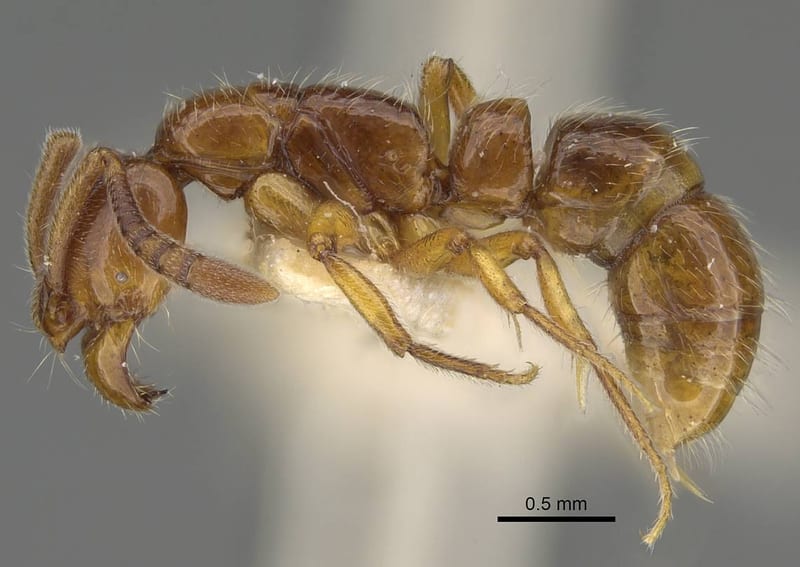 Myopias delta, paratype collected by E.O. Wilson at Lower Busu River, Huon Peninsula, Morobe