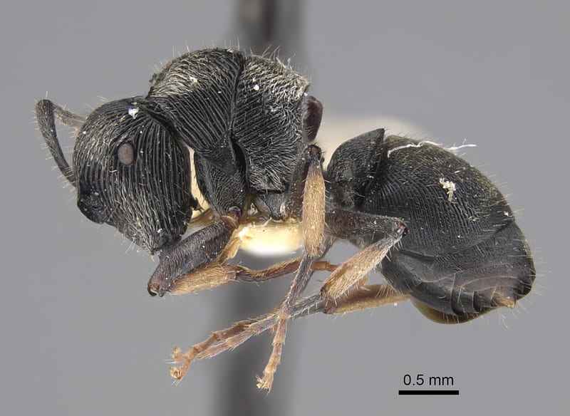 Polyrhachis impressa, paratype collected by E.O. Wilson at lower Busu Range, Huon Peninsula, Morobe