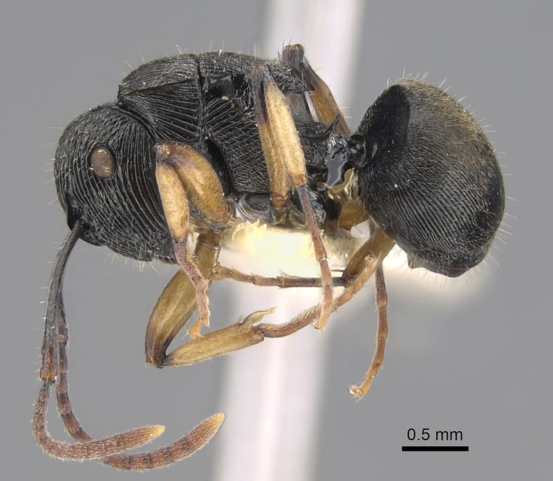 Polyrhachis wilsoni, paratype collected by E.O. Wilson at lower Busu Range, Huon Peninsula