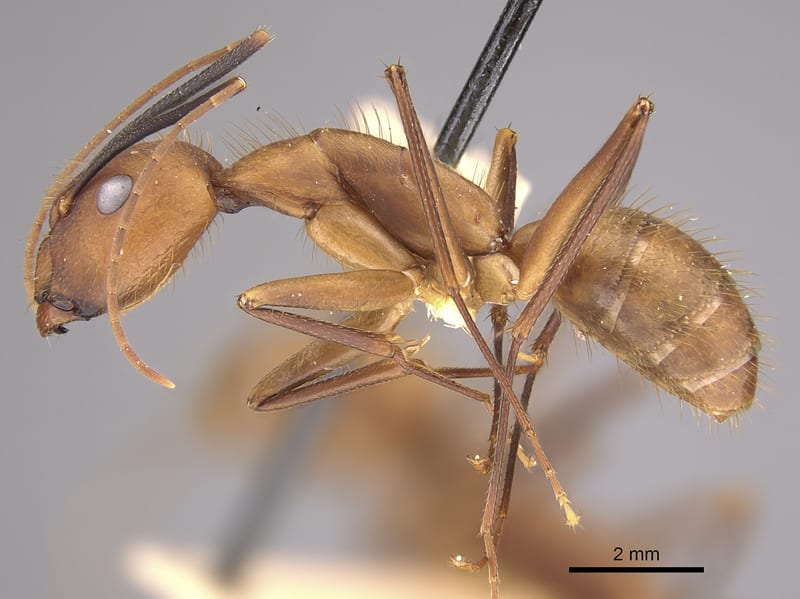 Camponotus lespesii collected by E.O. Wilson at Pueblo Nuevo nr. Tetzonapa, Veracruz