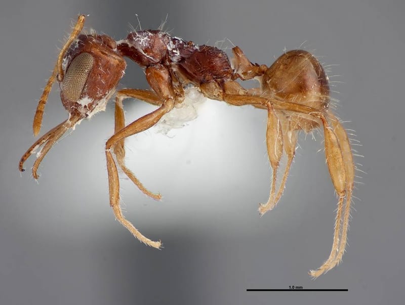 Myrmoteras ceylonica, paratype collected by E. O. Wilson at Kandy, Udawaddatekele Sanctuary