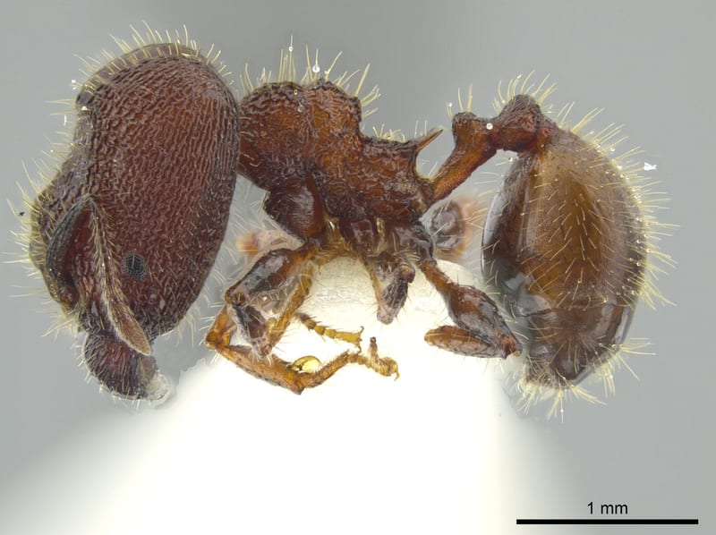 Pheidole deima, paratype collected by E.O. Wilson at Manaus, Amazonas