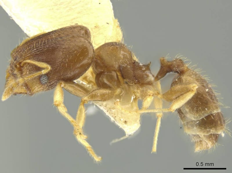 Pheidole dumicola, paratype collected by E.O. Wilson at 10km E Campeche, Campeche
