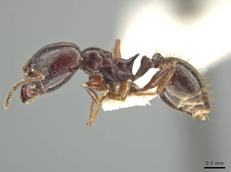 Pheidole lancifer, paratype collected by E.O. Wilson at Faz. Esteio, 80km NNE Manaus, Amazonas