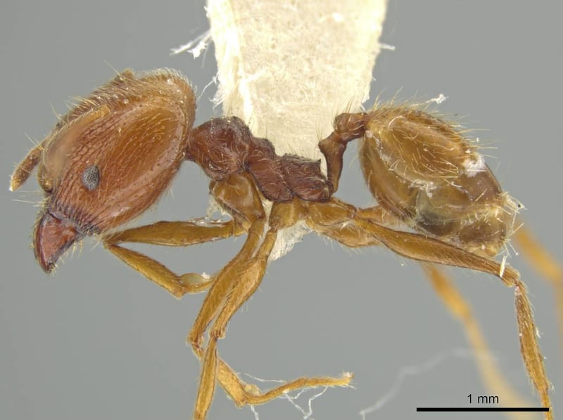 Pheidole lovejoyi, paratype collected by E.O. Wilson at Fazenda Dimona, Amazonas