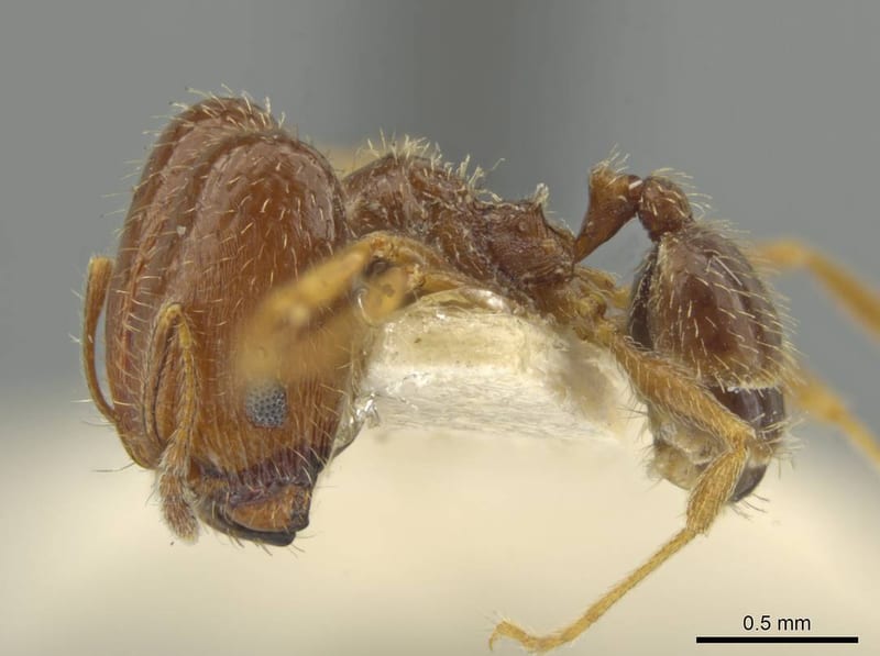 Pheidole yucatana, paratype collected by E.O. Wilson at 11km S Progreso, Yucatan