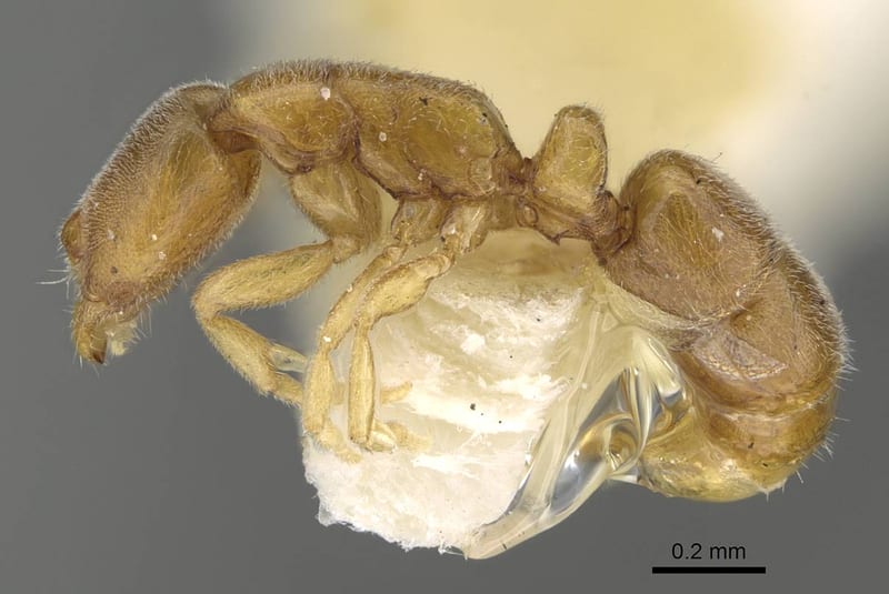 Ponera petila, holotype collected by E.O. Wilson at Lower Busu River, Huon Peninsula, Morobe