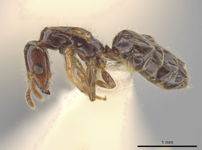 Myrmelachista rogeri collected by E. O. Wilson at South Las Villas Prov.