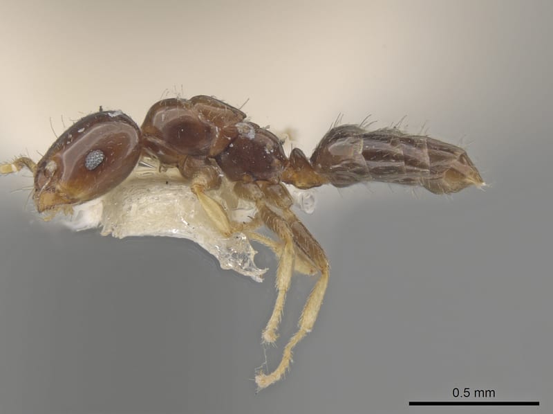 Myrmelachista skwarrae collected by E. O. Wilson at Las Hamacas, 17 km N Santiago Tuxtla, Veracruz