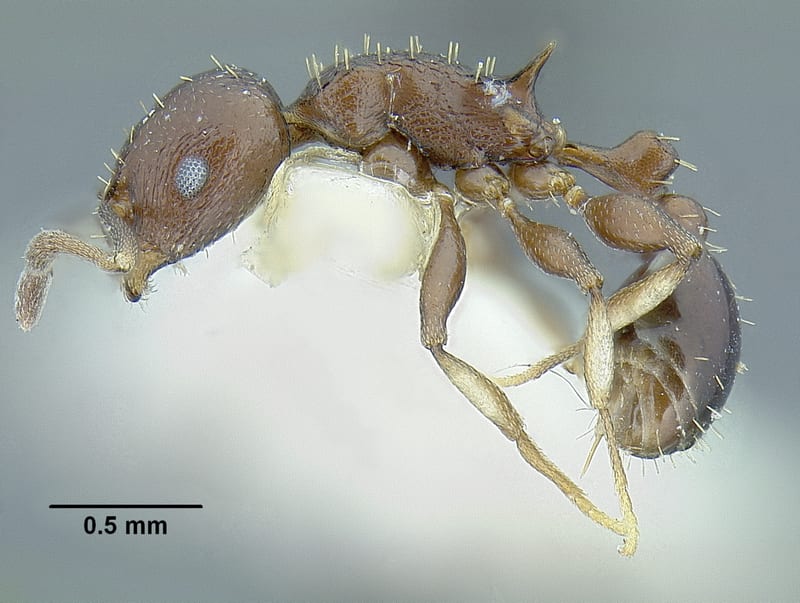 Temnothorax tenuisculptus, holotype collected by E.O. Wilson at Pueblo Nuevo nr. Tetzonapa, Veracruz