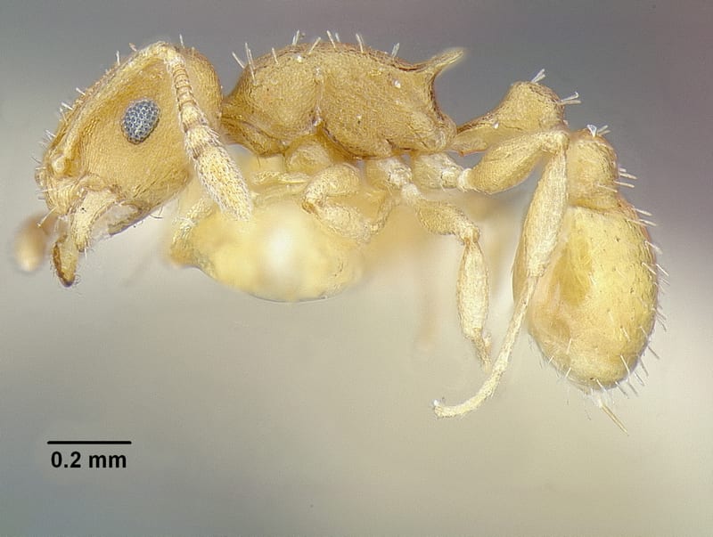 Temnothorax goniops, holotype collected by E.O. Wilson at 10km E Campeche, Campeche