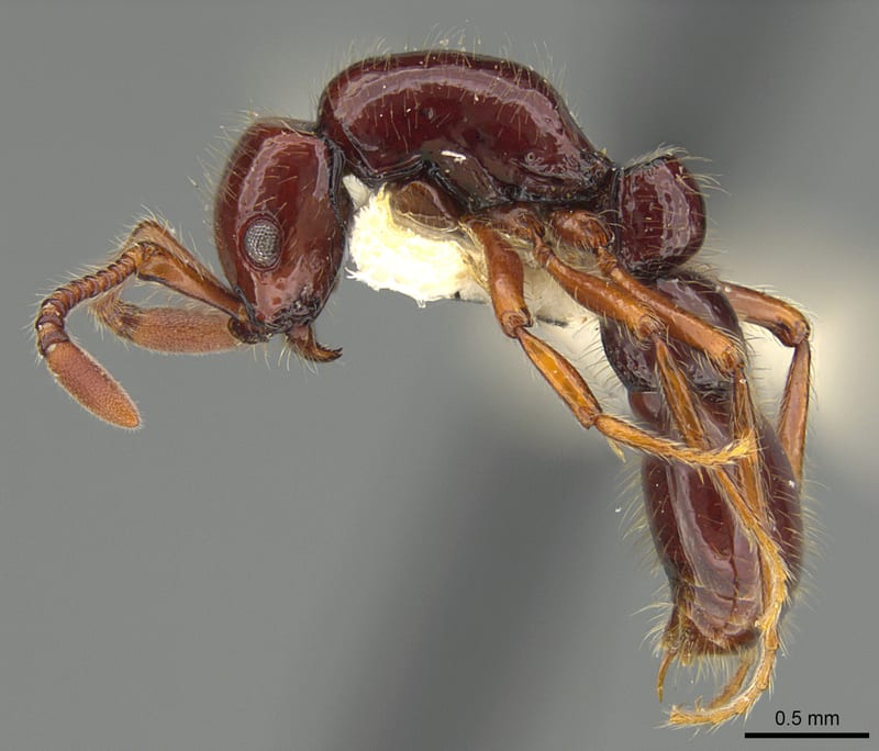 Parasyscia Emery, 1882, holotype collected by E.O. Wilson at Nadala, VitiLevu