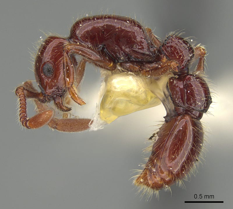 Parasyscia Emery, 1882, paratype collected by E.O. Wilson at Nadala, VitiLevu