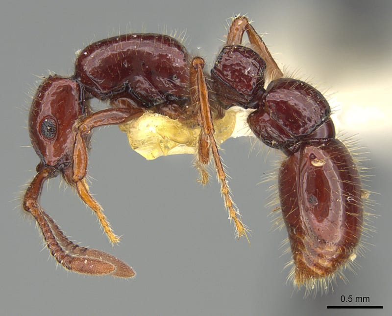 Parasyscia Emery, 1882, paratype collected by E.O. Wilson at Nadala, VitiLevu
