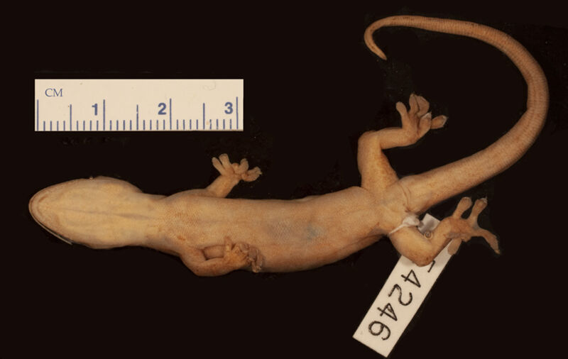 Lepidodactylus sacrolineatus, type collected by Edward Osborne Wilson at Ebabaang, Hube Area